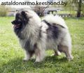 Вольф шпиц (кеесхонд) щенки фотография